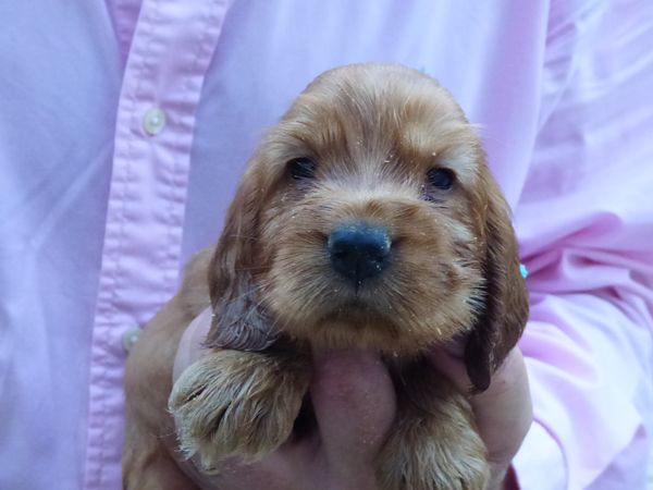 110721males-pudey.JPG