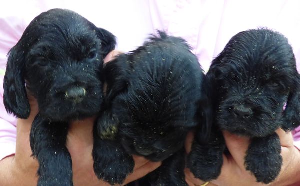 110721males-pudey_06.JPG