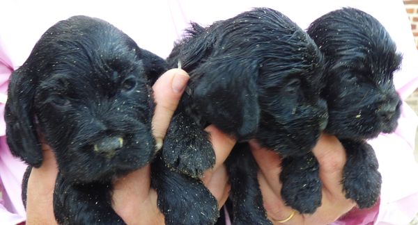 110721males-pudey_08.JPG