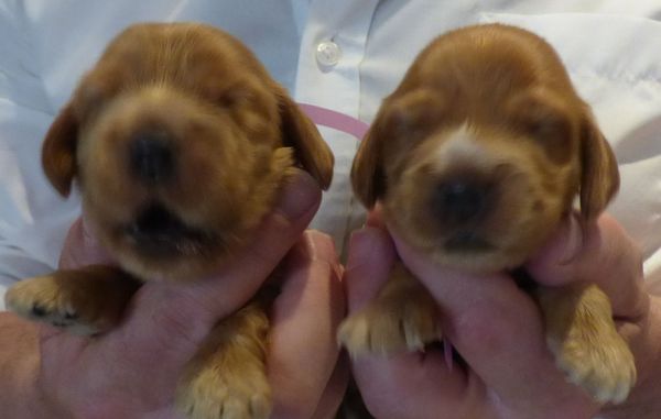 20juin2021femgoldpurdey_02.JPG