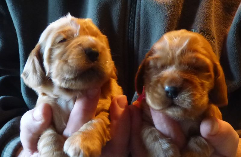 cocker-femelles-nell061220.JPG