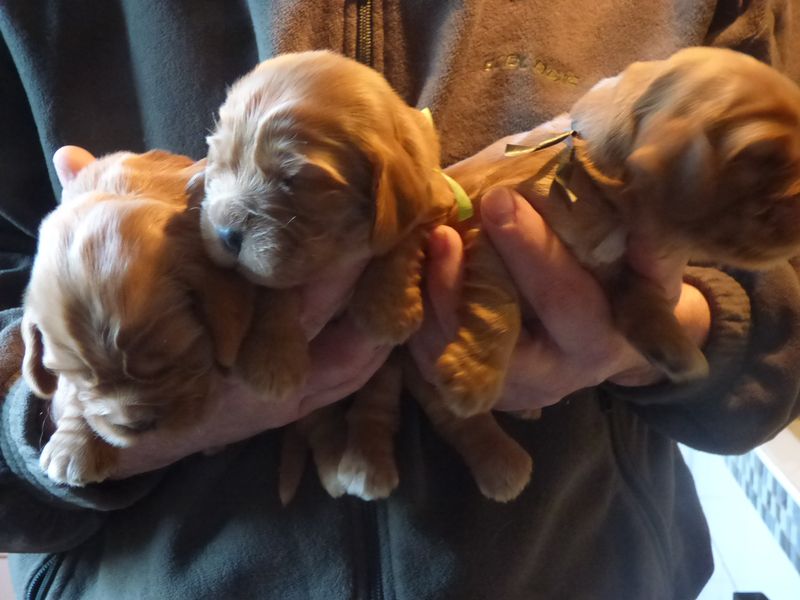 cocker-males-nell061220_04.JPG