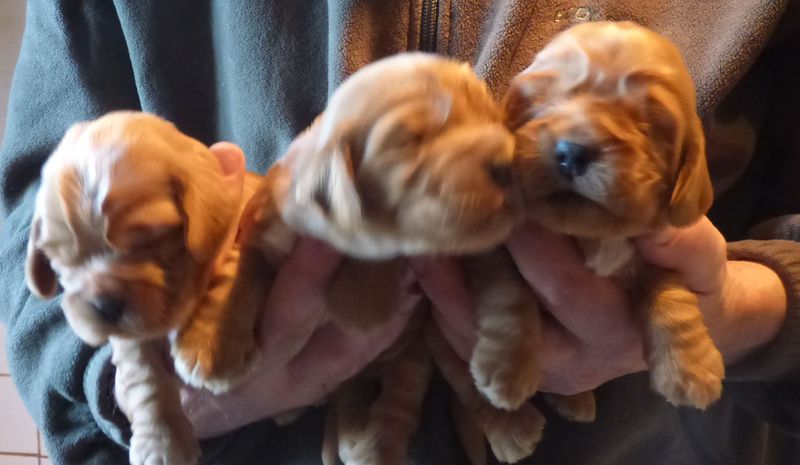 cocker-males-nell061220_06.JPG
