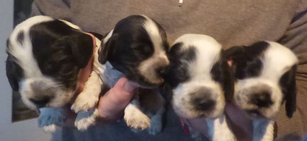 cocker_071018_fembleue.JPG