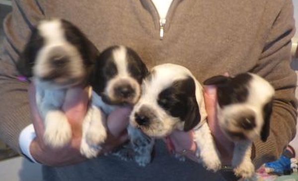 cocker_071018_fembleue_02.JPG