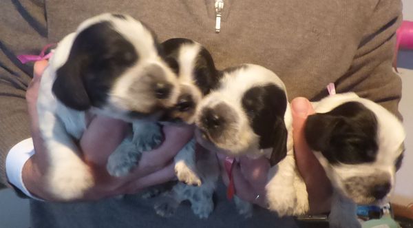 cocker_071018_fembleue_04.JPG