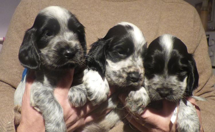 cocker_2810_males_02.JPG