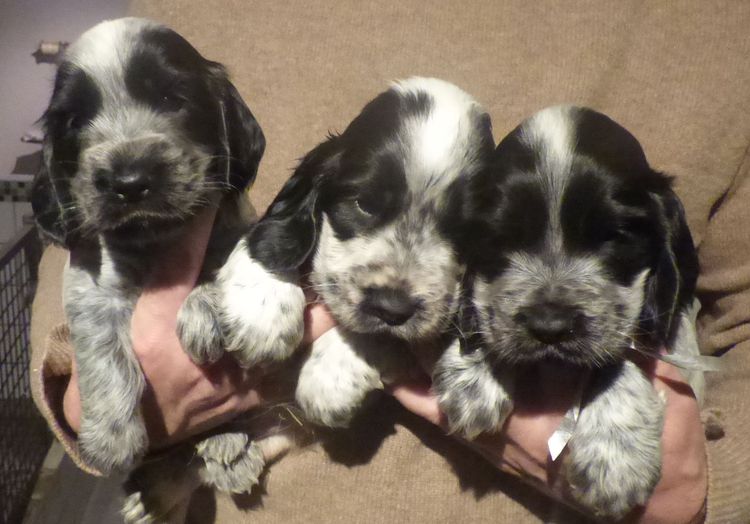 cocker_2810_males_06.JPG