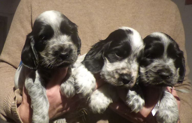 cocker_2810_males_08.JPG
