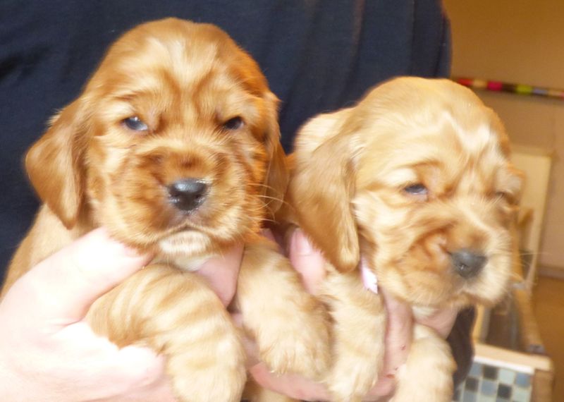 cocker_femelles-nell201220_02.JPG