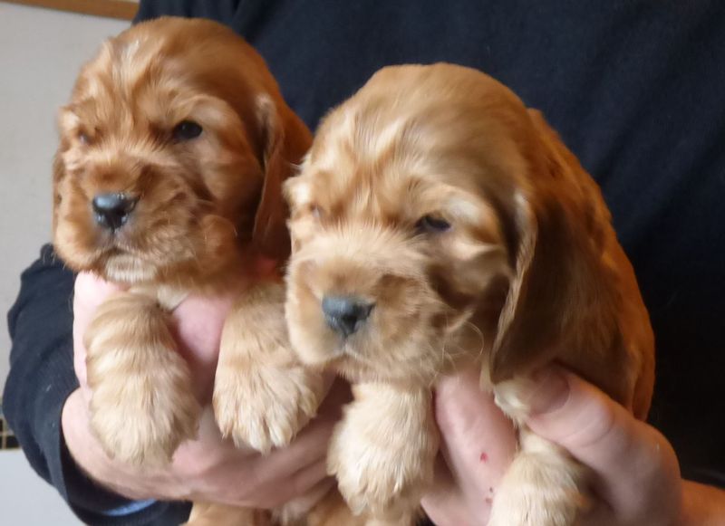 cocker_femelles-nell201220_03.JPG