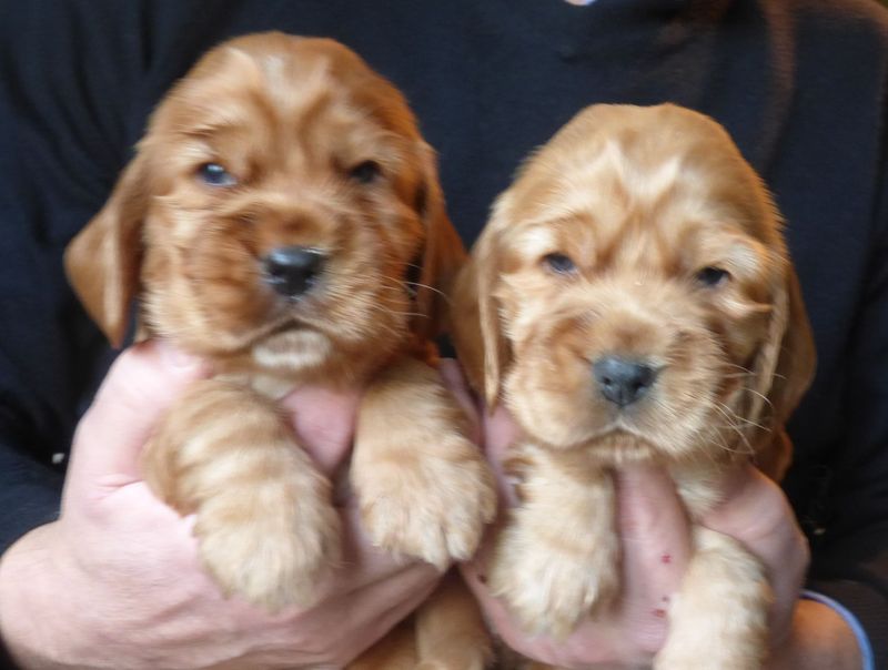 cocker_femelles-nell201220_04.JPG