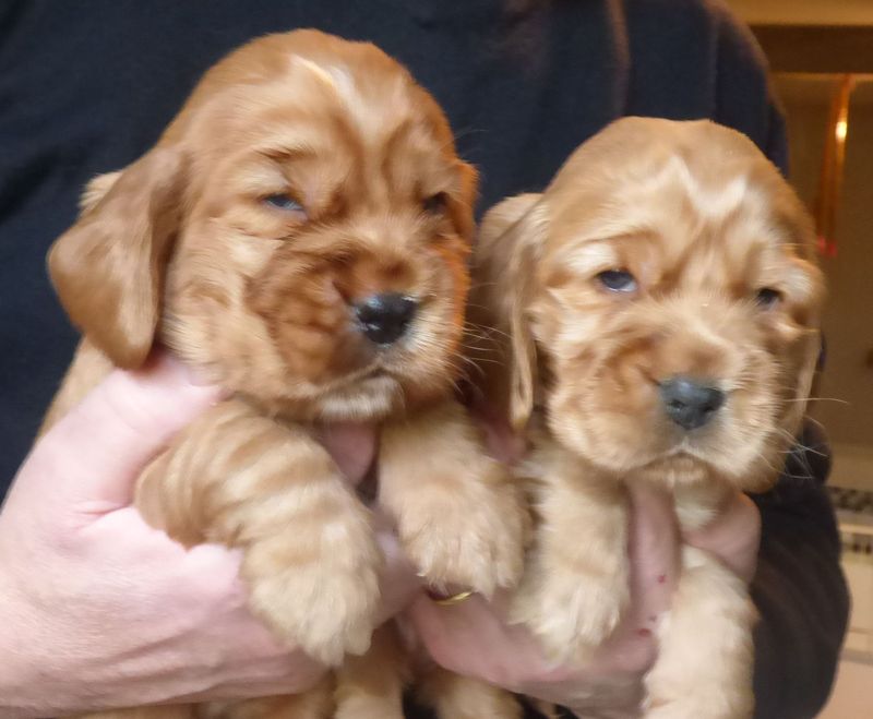 cocker_femelles-nell201220_05.JPG