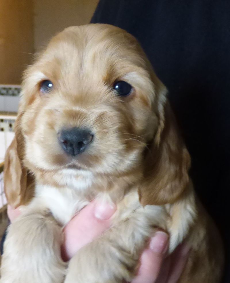 cocker_male-naomi201220.JPG