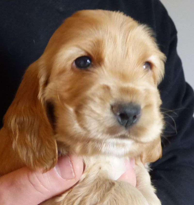 cocker_male-naomi201220_02.JPG