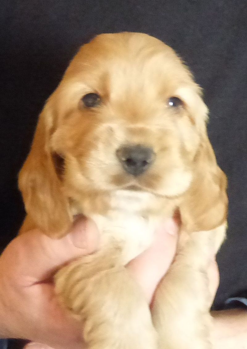 cocker_male-naomi201220_04.JPG