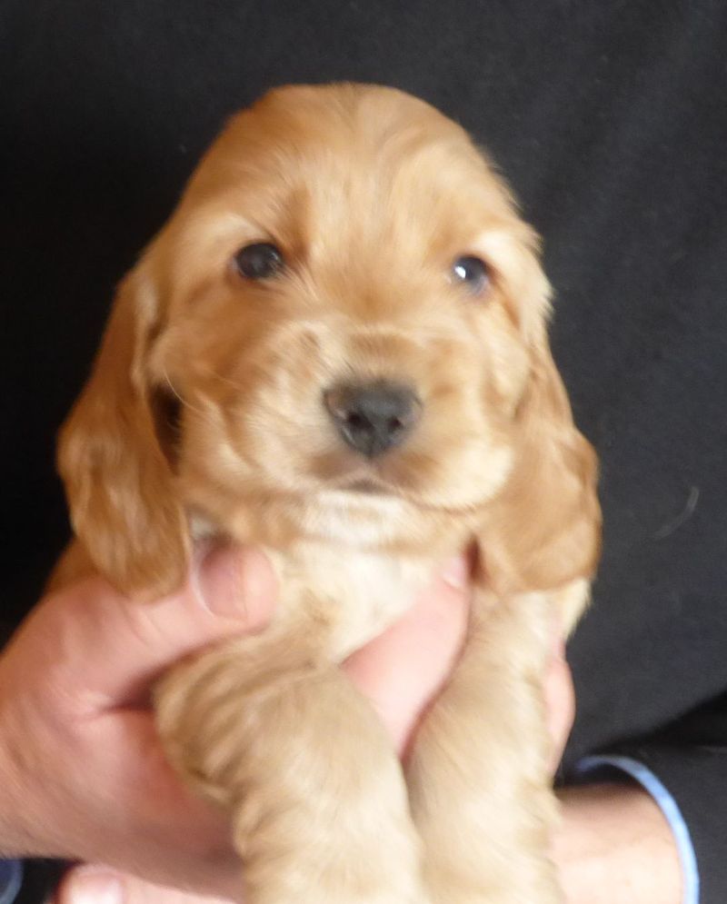 cocker_male-naomi201220_05.JPG