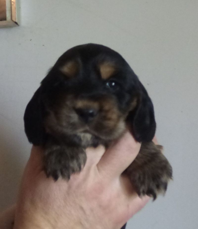 cocker_male-naomi201220_06.JPG