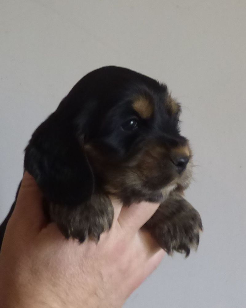 cocker_male-naomi201220_07.JPG