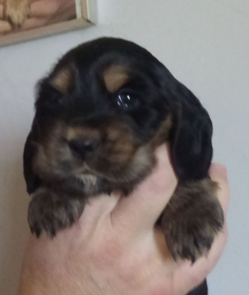 cocker_male-naomi201220_08.JPG