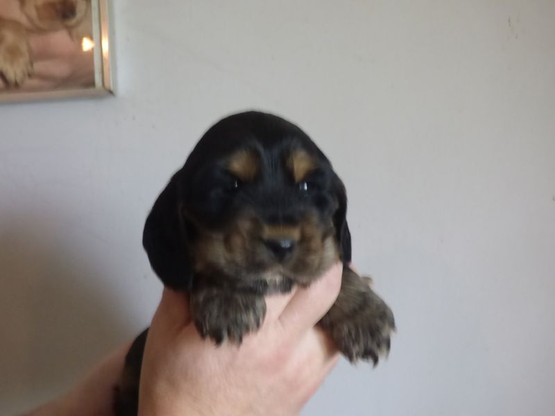cocker_male-naomi201220_09.JPG