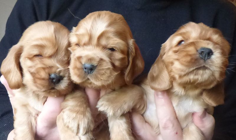 cocker_male-nell201220.JPG