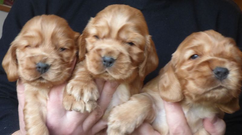 cocker_male-nell201220_02.JPG
