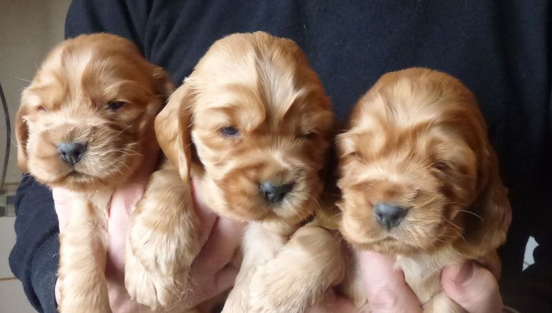 cocker_male-nell201220_03.JPG