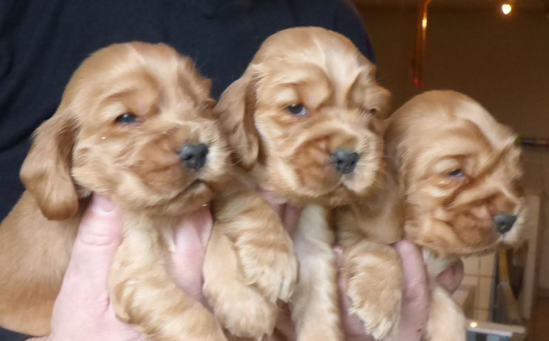 cocker_male-nell201220_04.JPG