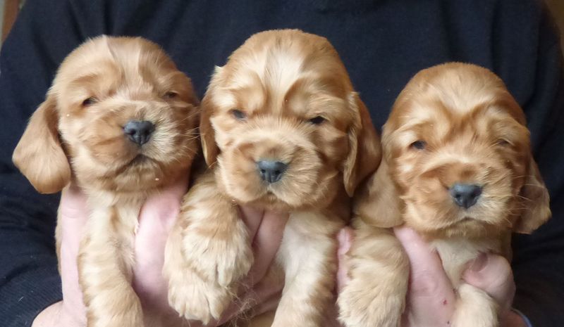 cocker_male-nell201220_06.JPG