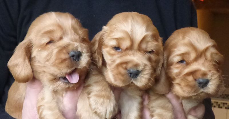 cocker_male-nell201220_07.JPG