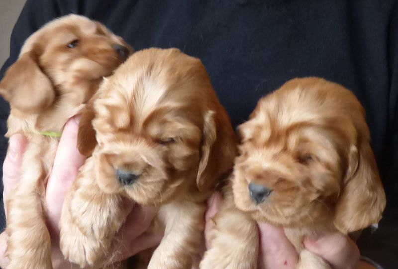 cocker_male-nell201220_08.JPG