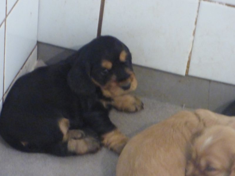 cockerfemelles-naomi201220.JPG