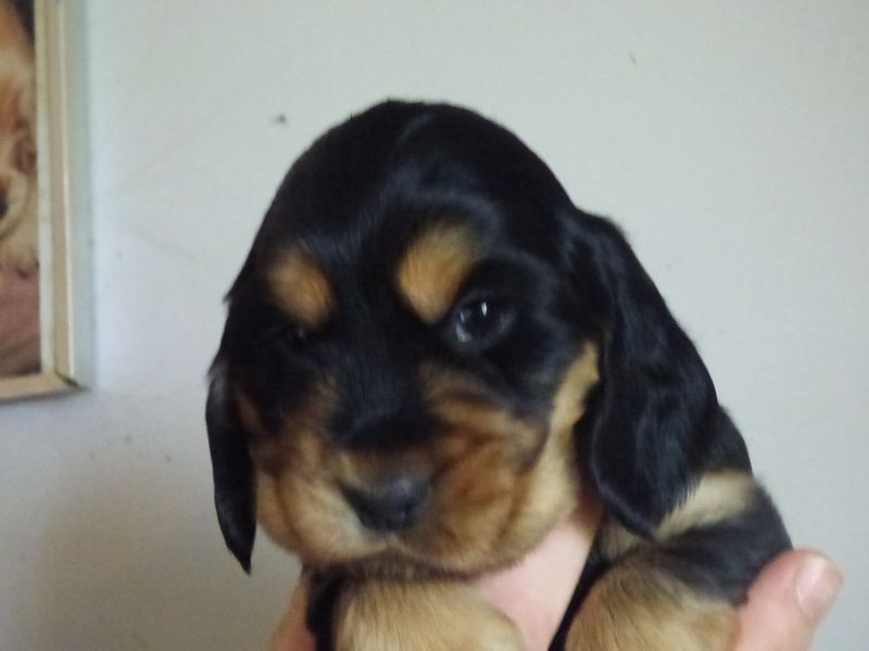 cockerfemelles-naomi201220_13.JPG