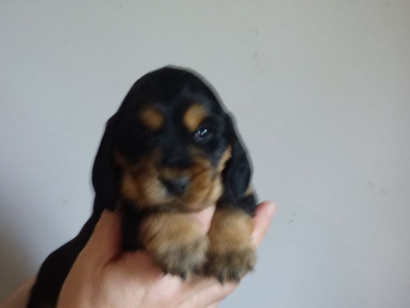 cockerfemelles-naomi201220_14.JPG
