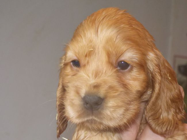 femellegolden_ginger2207.JPG