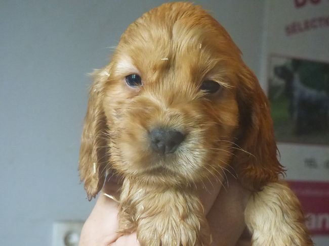 femellegolden_ginger2207_02.JPG
