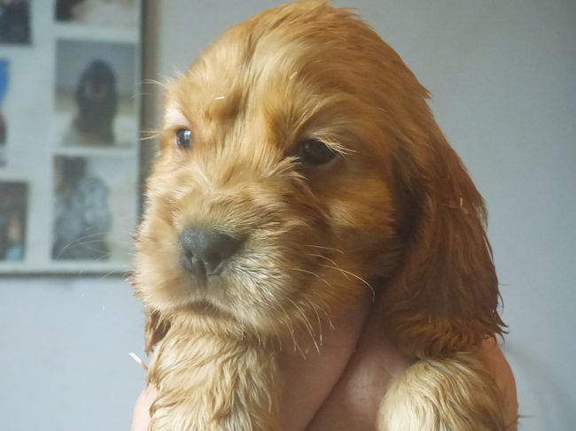 femellegolden_ginger2207_03.JPG